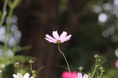 みちのく秋桜 (1)