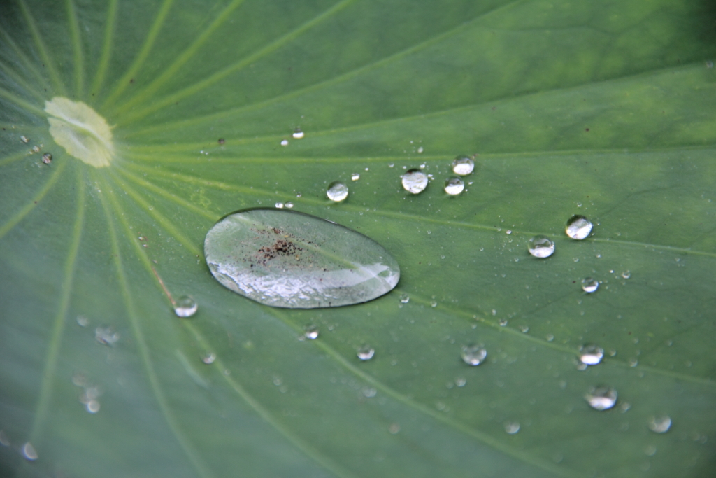 雨