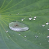 雨