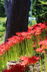 みちのく花魁2014-2