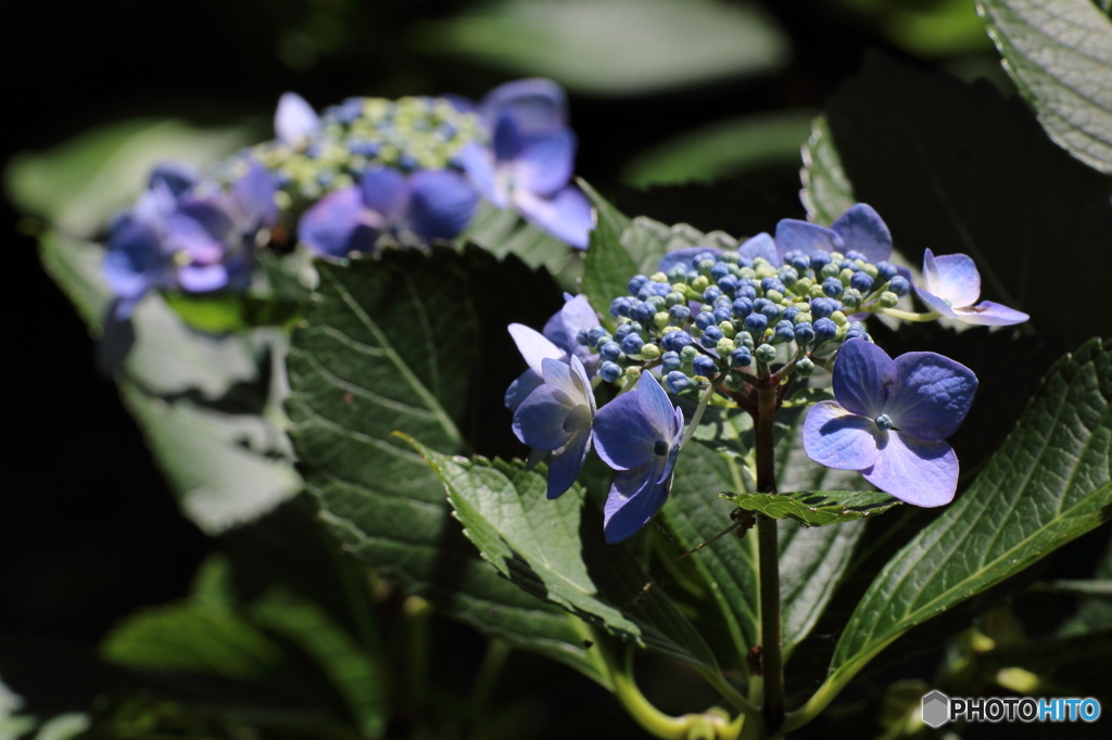 紫陽花Ⅳ