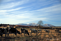 小岩井農場