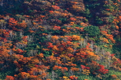 岩肌紅葉 - 犬倉山