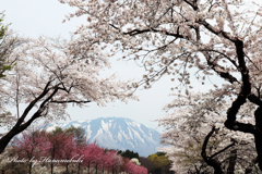 小岩井農場 - 青空が欲しいⅡ