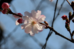 四季桜