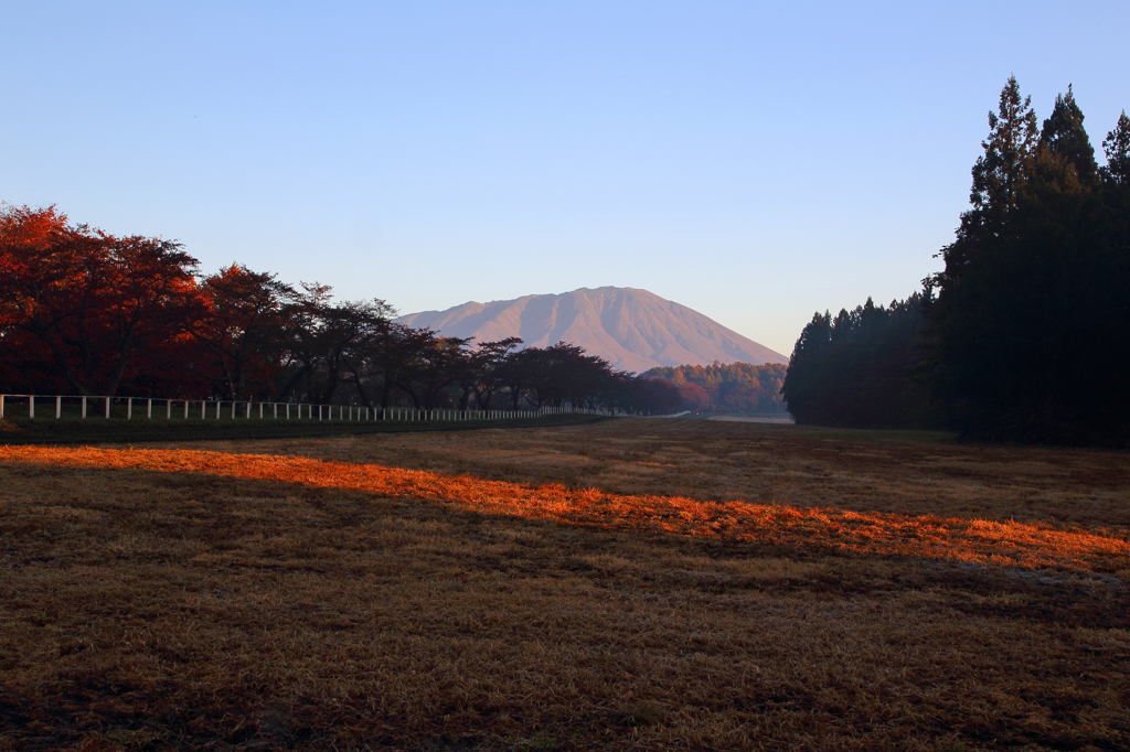 秋彩探し - 小岩井岩手山三昧 (桜並木)