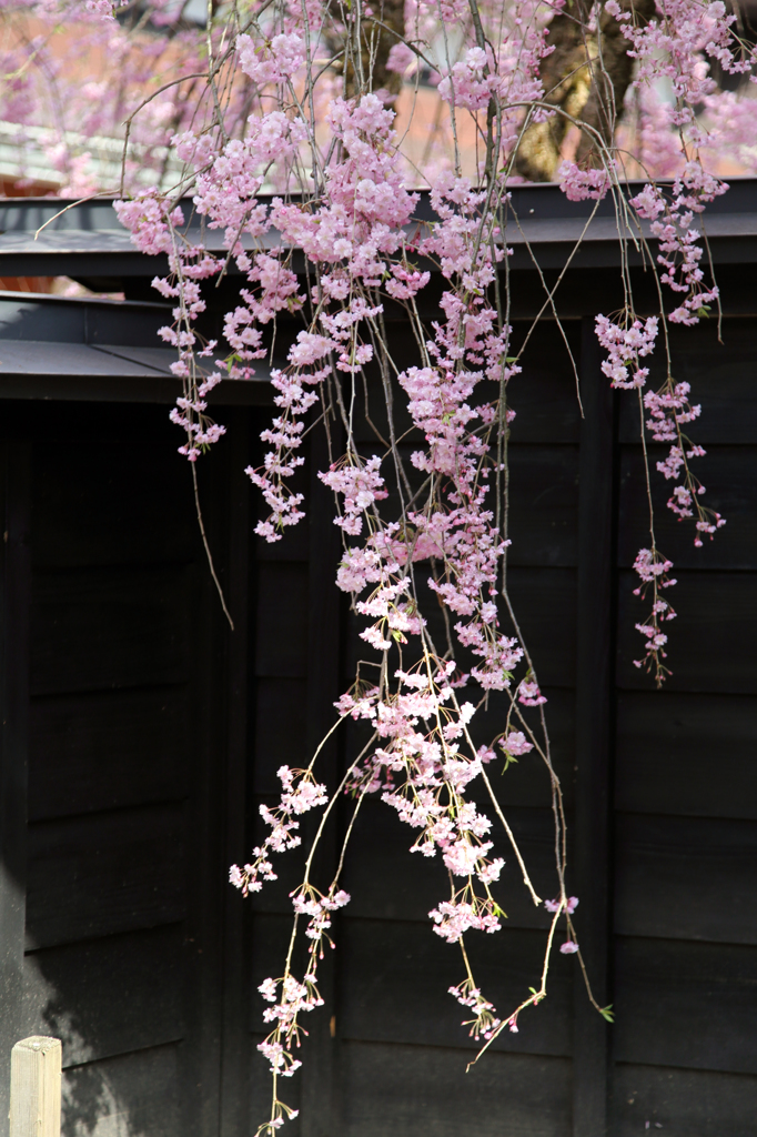 みちのく桜 - 角館Ⅱ