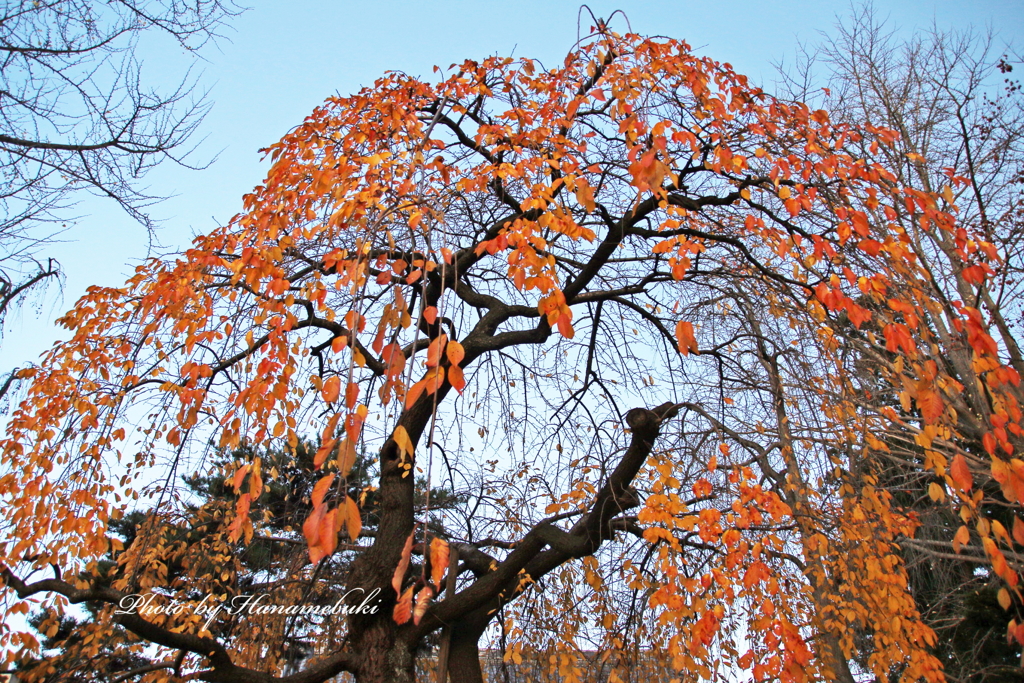 枝垂紅葉