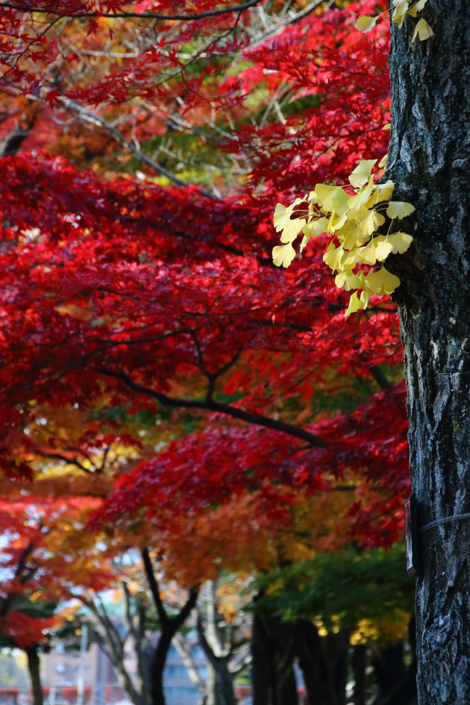 里の彩 - 盛岡城跡公園2