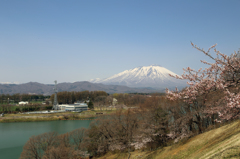 みちのく桜 - 南部片冨士湖