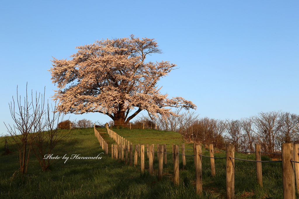 為内の一本桜 - Ⅱ