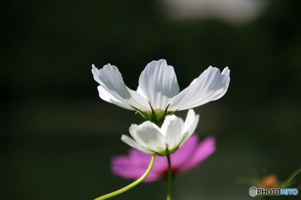 親子秋桜