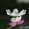 親子秋桜