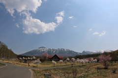 みちのく桜 - 八幡平県民の森