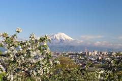 りんごの花と岩手山 - 4