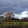 為内（いない）の一本桜