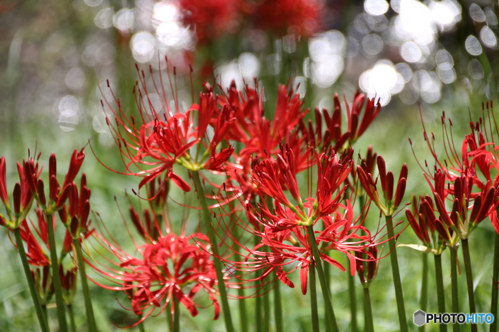 みちのく花魁2015 - Ⅹ