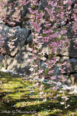 石垣と枝垂桜Ⅱ