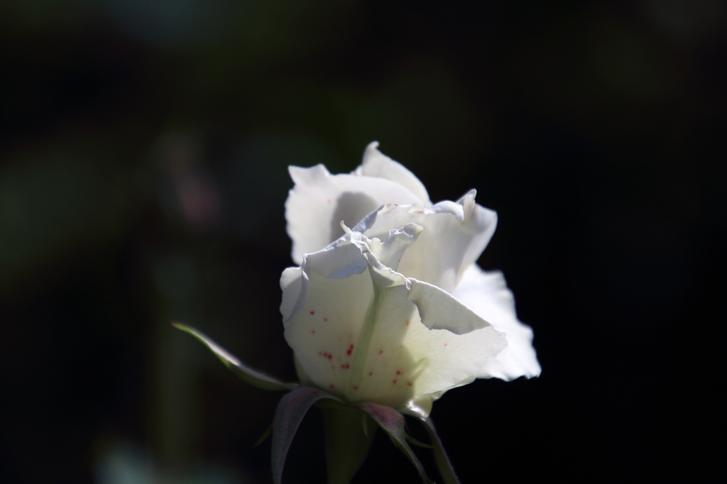 薔薇の種類はわかりませんⅩ
