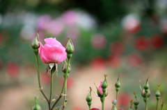 薔薇の種類はわかりませんⅥ