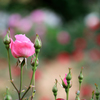 薔薇の種類はわかりませんⅥ