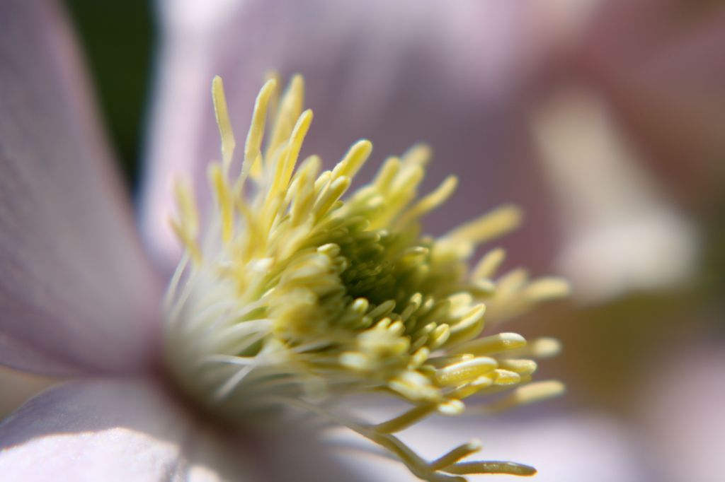 クレマチスの蕊