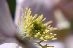 クレマチスの蕊