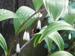 蜜を吸うクマバチ