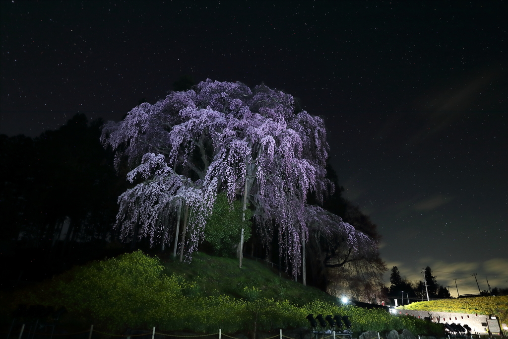 合戦場の夜桜