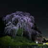 合戦場の夜桜