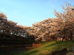 桜並木の朝