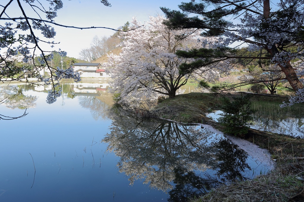 兎内の桜