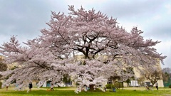 桜大樹