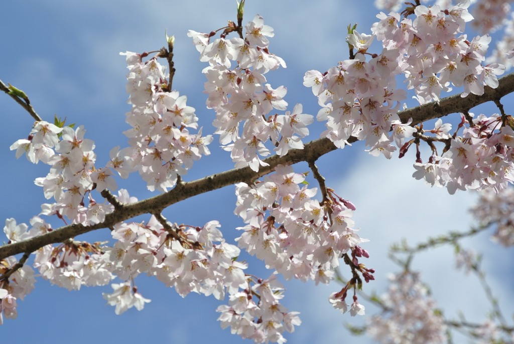 桜