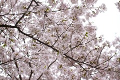 一面の桜