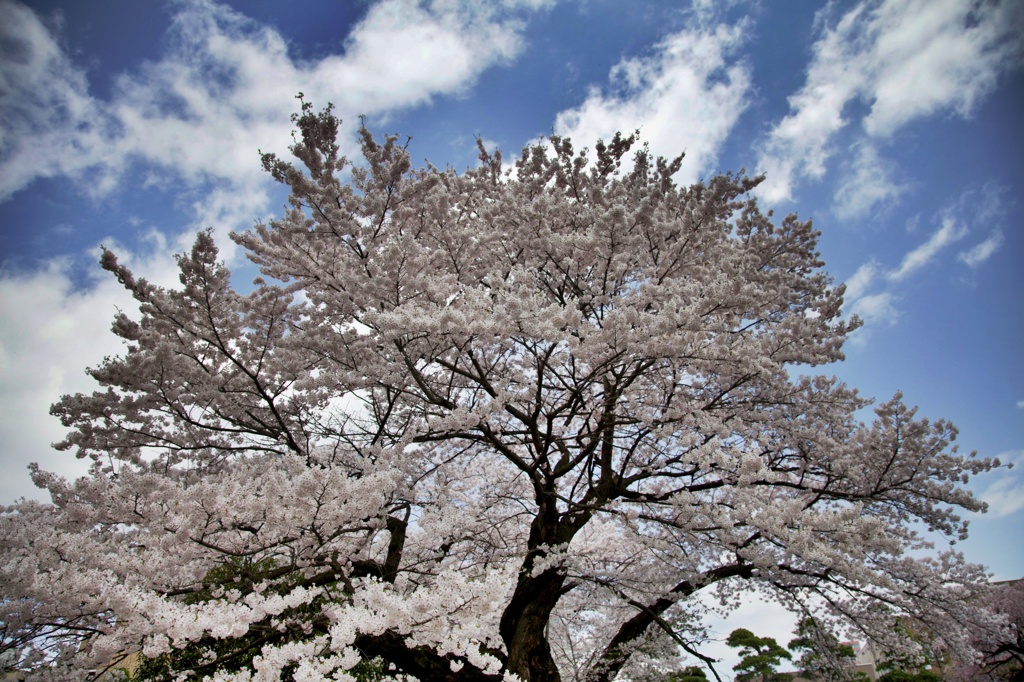 青空に浮かぶ桜