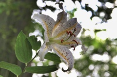 日陰に咲く花