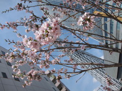 スカイツリーと桜