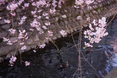 枝垂桜