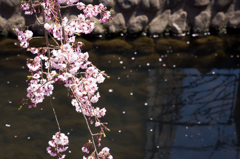 枝垂桜