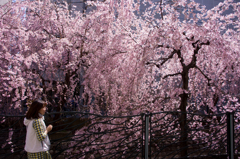 枝垂桜