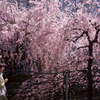 枝垂桜