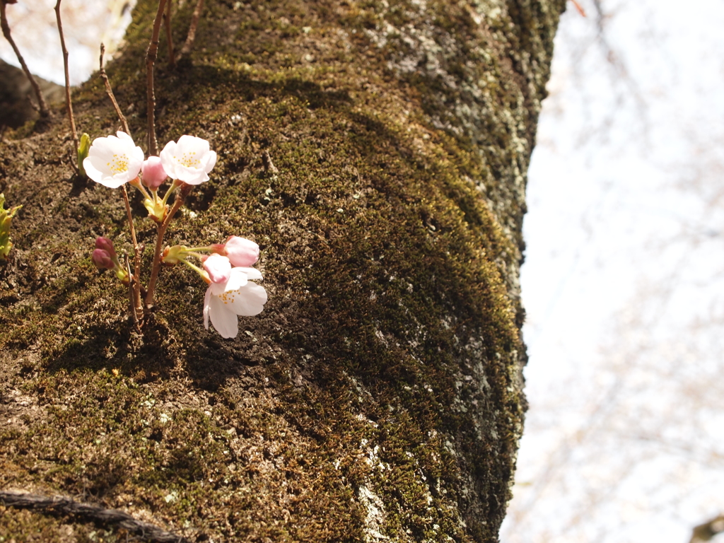 桜花