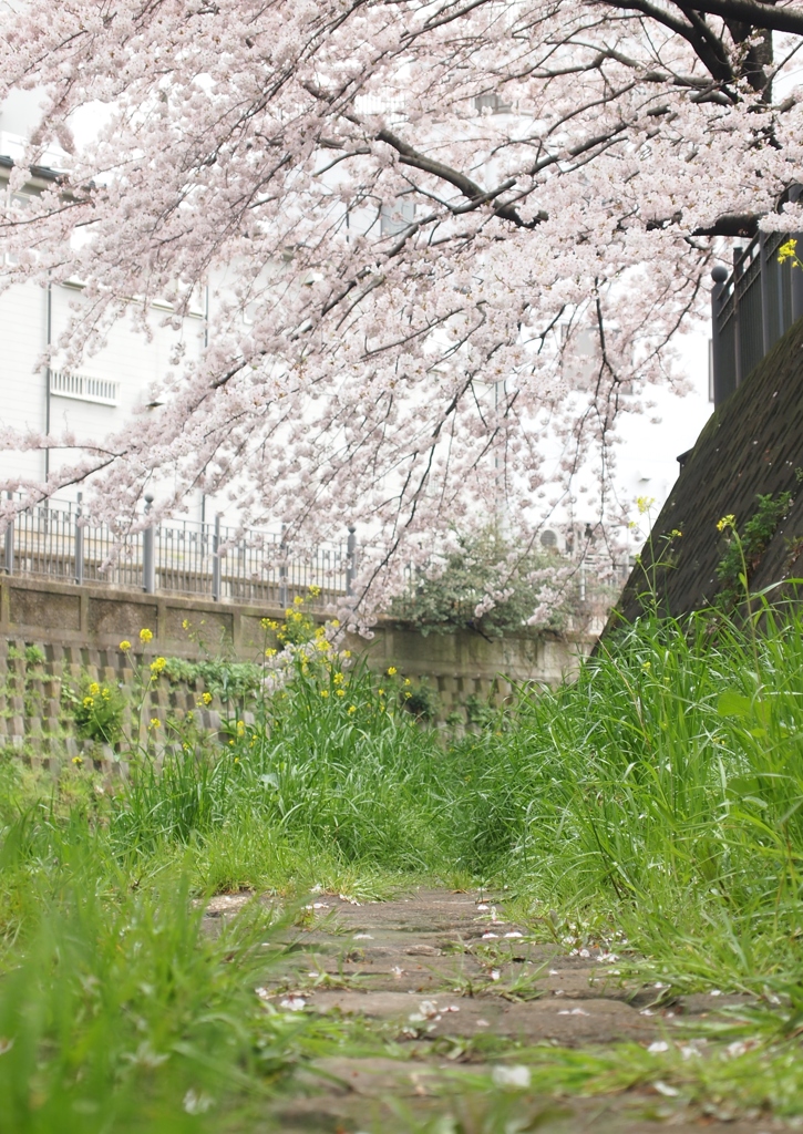 桜下