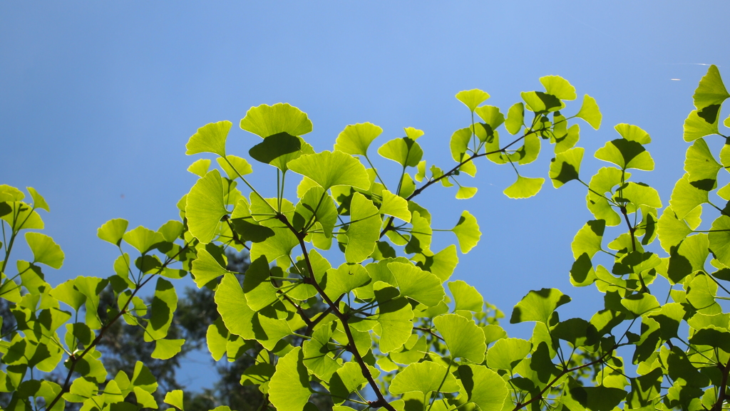 若緑 by ばびぷー （ID：4430255） 写真共有サイトPHOTOHITO