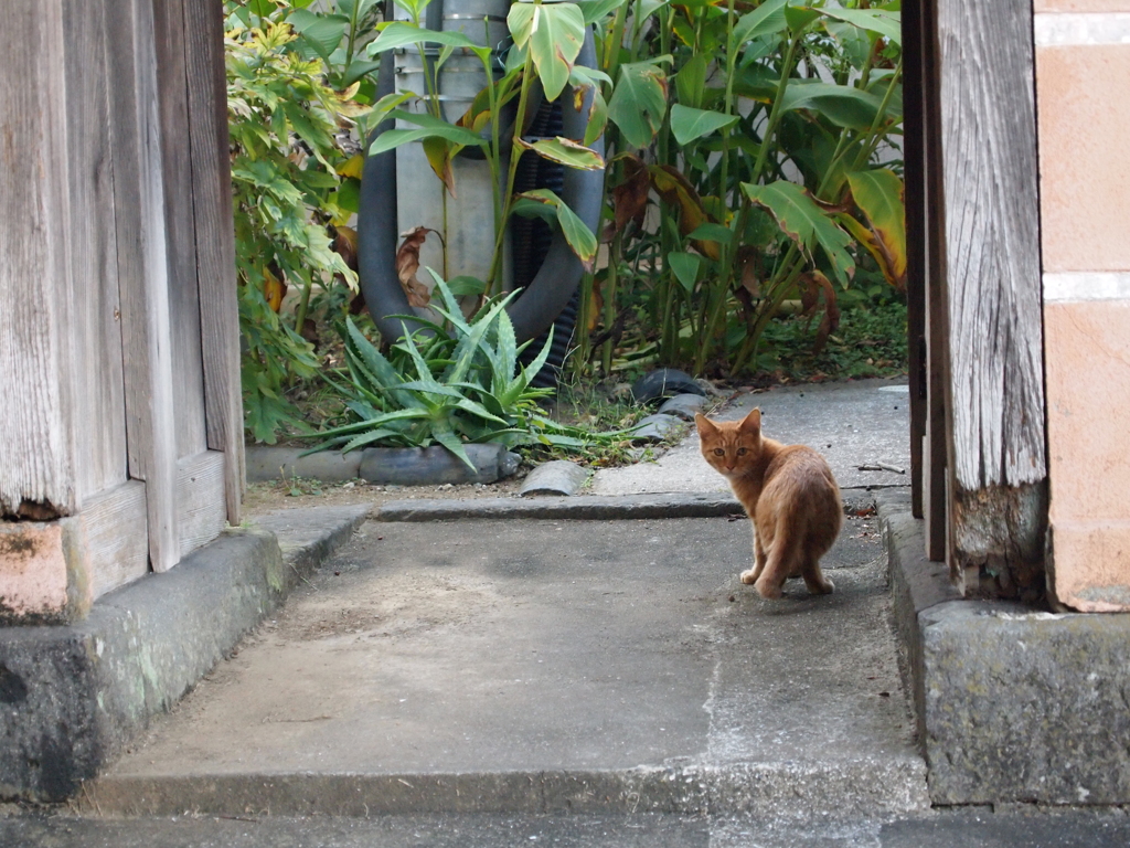 振り返り美猫