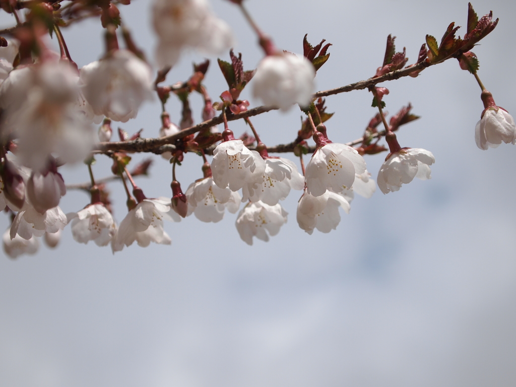 山桜