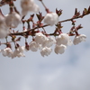 山桜