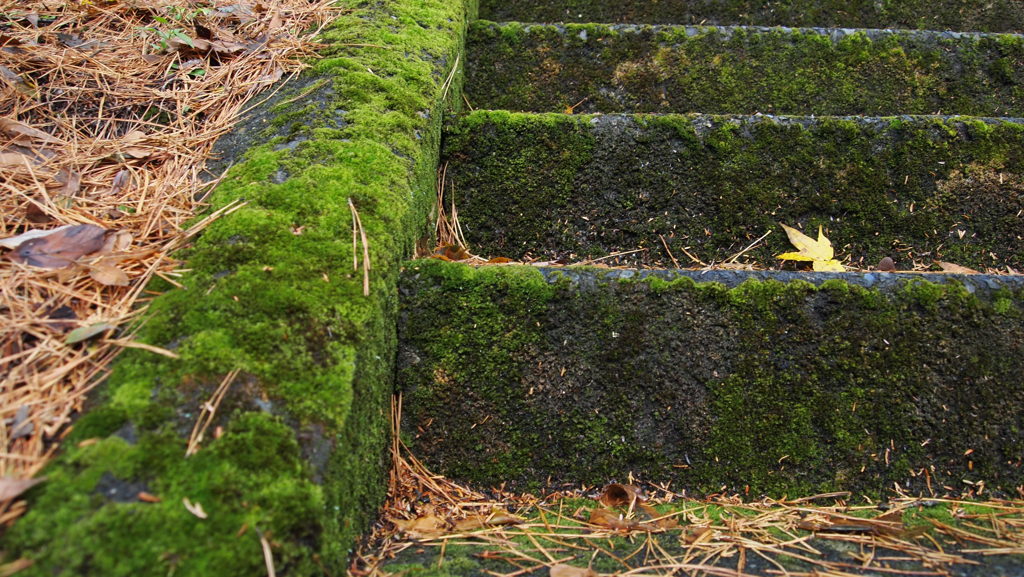 苔の生すまで