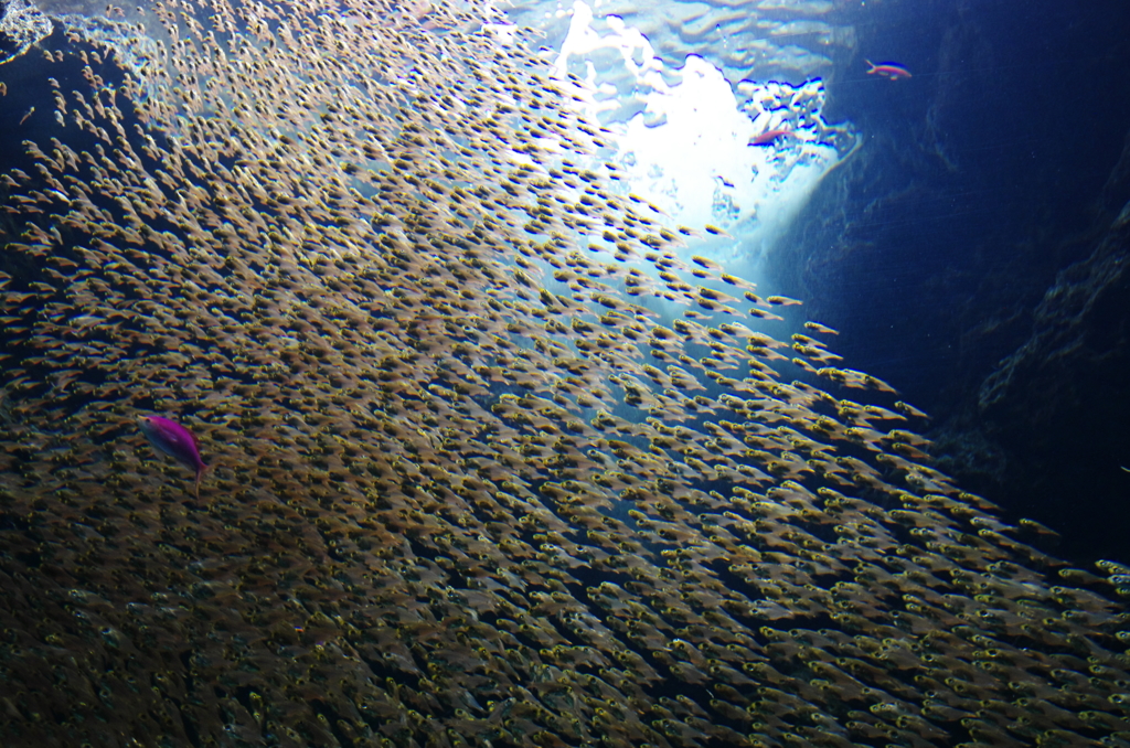 Shoal